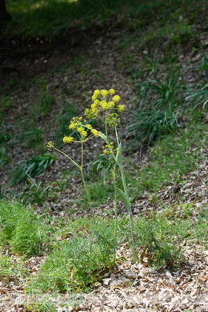 Thapsia garganica