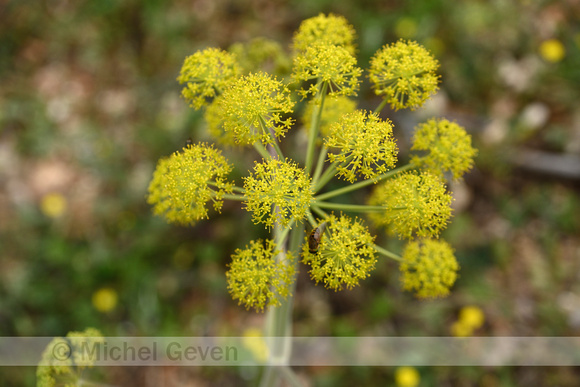 Thapsia garganica