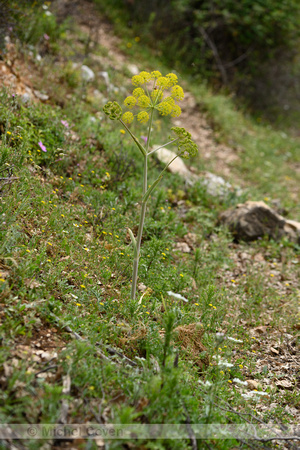 Thapsia garganica