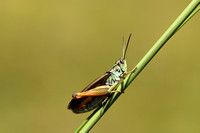 Laddersprinkhaan; Ladder Grasshopper; Stauroderus scalaris