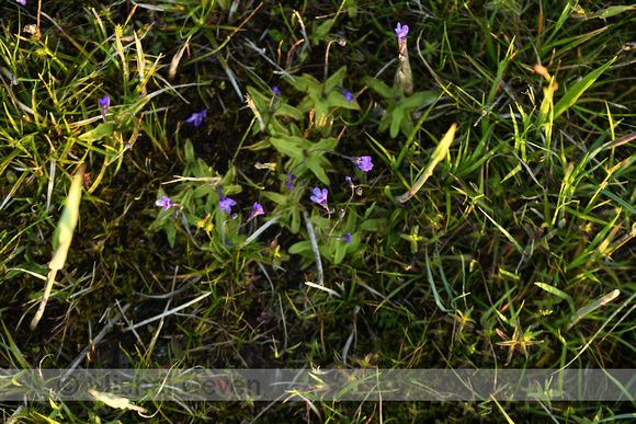 Vetblad; Common Butterwort; Pinguicula vulgaris