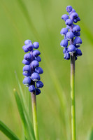 Blauwe Druifjes; Common Grape Hyacinth; Muscari botryoides