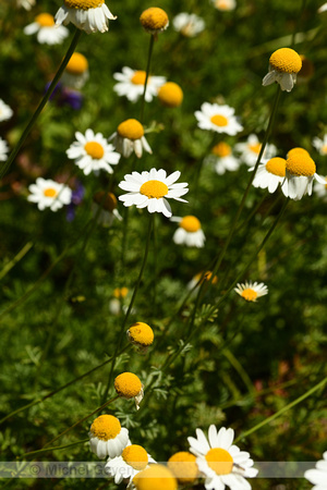 Anthemis abagensis