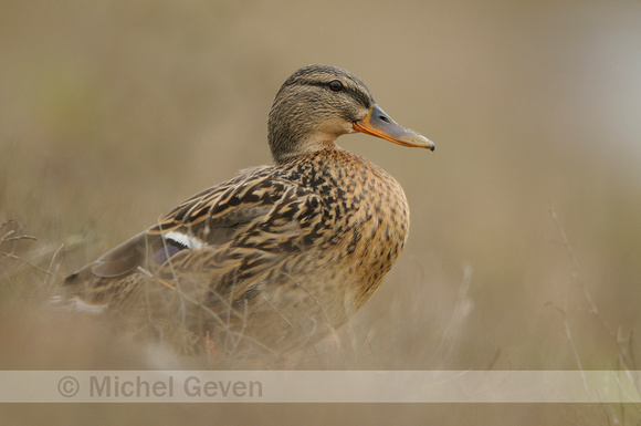 Wilde Eend; Mallard; Anas platyrhynchos