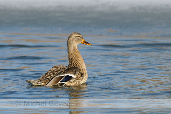 Wilde Eend; Mallard; Anas platyrhynchos