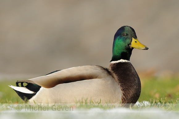 Wilde Eend; Mallard; Anas platyrhynchos;