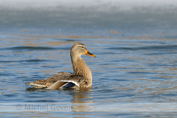 Wilde Eend; Mallard; Anas platyrhynchos