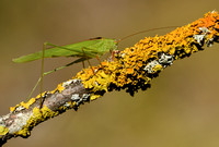 Zuidelijke sikkelsprinkhaan; Southern Sickle Bush-cricket; Phane