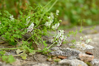 Tweekleurige Duivenkervel - Fumaria bicolor