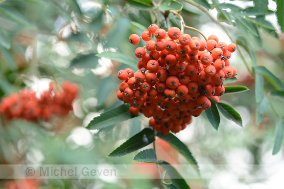 Wilde Lijsterbes; Rowan; Sorbus aucuparia