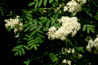 Wilde Lijsterbes; Rowan; Sorbus aucuparia
