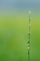 Mannagras; Floating Sweetgrass; Glyceria fluitans
