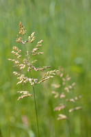Gladde witbol - Creeping soft grass - Holcus mollis