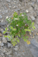 Caucalis; Small Bur-parsley; Caucalis platycarpos