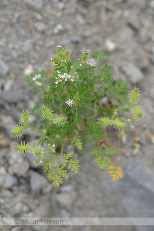 Caucalis; Small Bur-parsley; Caucalis platycarpos