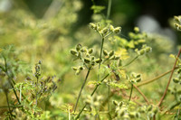 Caucalis; Small Bur parsley; Caucalis platycarpos