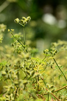 Caucalis; Small Bur parsley; Caucalis platycarpos