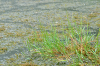 Mannagras; Floating Sweetgrass; Glyceria fluitans
