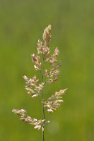 Gladde witbol; Creeping soft grass; Holcus mollis