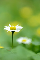 Madeliefje; Daisy; Bellis perennis