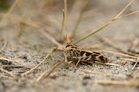 Kruissprinkhaan - Handsome Cross Grasshopper - Oedaleus decorus