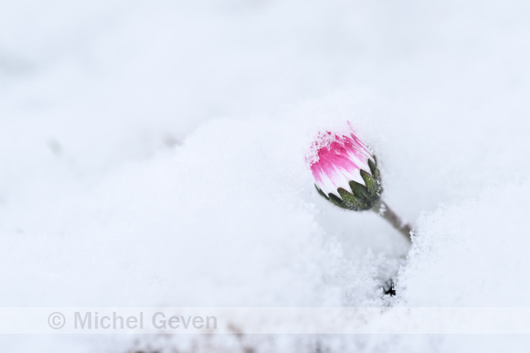 Madeliefje; Daisy; Bellis perennis