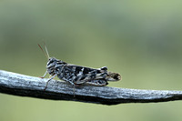 Kruissprinkhaan; Handsome Cross Grasshopper; Oedaleus decorus