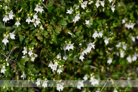 White Hedge-nettle; Prasium majus;
