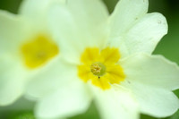 Stengelloze sleutelbloem; Wild primrose; Primula vulgaris
