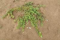 Nerfamarant;Prostrate Pigweed;Amaranthus blitoides