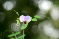 Pisum sativum subsp. biflorum