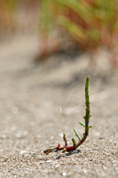 Zandzeekraal; Purple Glasswort; Salicornia probumbens