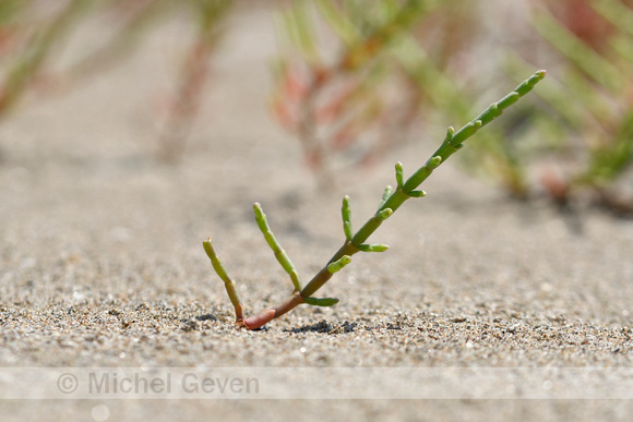 Zandzeekraal; Purple Glasswort; Salicornia probumbens