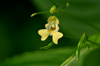 Klein springzaad - Small Balsam - Impatiens parviflora