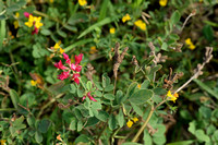 Italian Sainfoin; Hedysarum coronarium