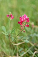 Italian Sainfoin; Hedysarum coronarium