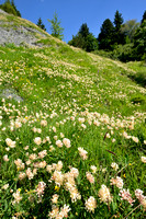 Alpenwondklaver - Alpine Kidney-vetch - Anthyllis vulneraria subsp. alpestris