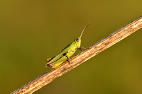 Weidesprinkhaan; Steppe Grasshopper; Chorthippus dorsatus