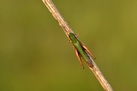 Weidesprinkhaan; Steppe Grasshopper; Chorthippus dorsatus