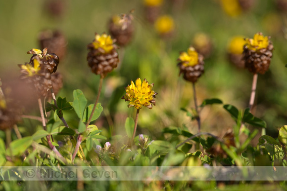 Bruine klaver; Brown Clover; Trifolium badium