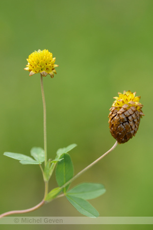 Bruine Klaver; Brown Clover; Trifolium badium