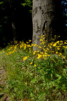 Dicht Havikskruid; Common Hawkweed; Hieacium vulgatum