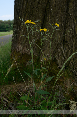Dicht Havikskruid; Common Hawkweed; Hieracium vulgatum