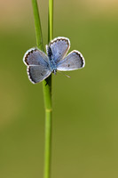 Klein Tijmblauwtje; Baton Blue; Pseudophilotes baton