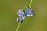 Klein Tijmblauwtje; Baton Blue; Pseudophilotes baton
