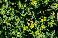 Euphorbia flavicoma subsp. flavicoma
