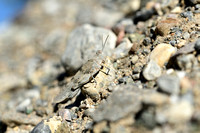 Kiezelsprinkhaan; Blue-winged locust; Sphingonotus caerulans