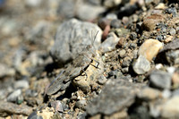 Kiezelsprinkhaan; Blue-winged locust; Sphingonotus caerulans