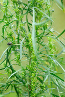 Rechte Alsem - Slender mugwort - Artemisia biennis