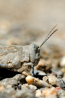 Kiezelsprinkhaan; Slender Blue-Winged Grasshopper; Sphingonotus